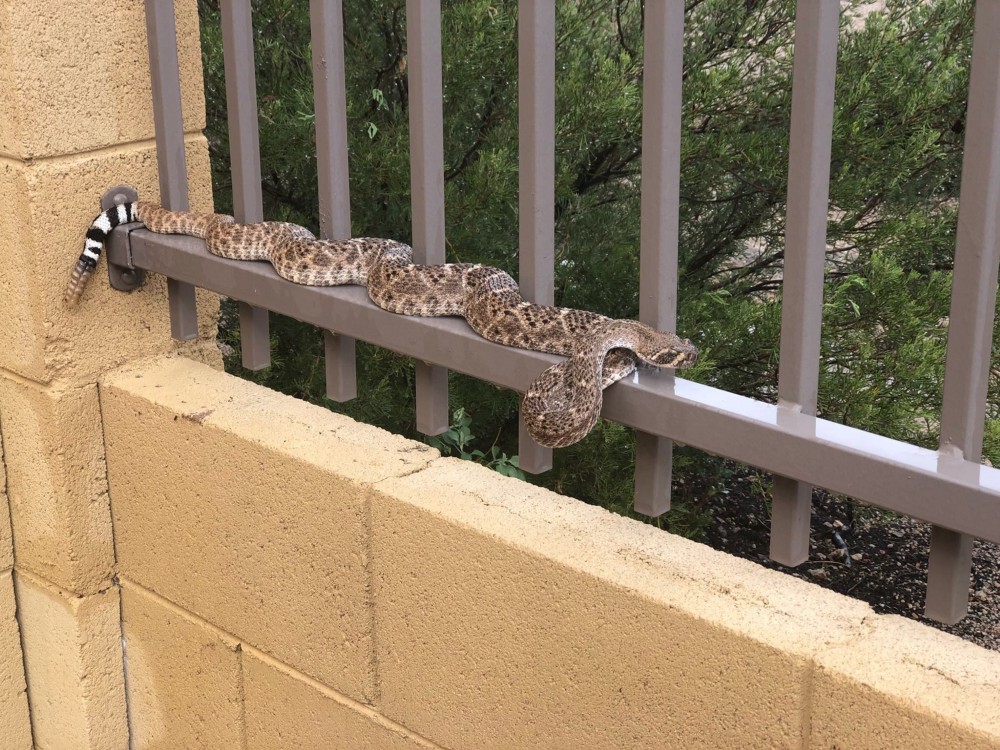 rattlesnake fences